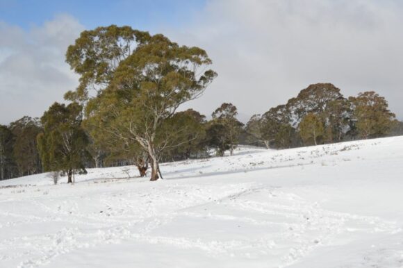 Cold outbreaks Southern Australia 15 to 20 July 2024 NSW and Victoria.