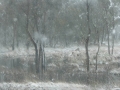 20050623jd46_precipitation_rain_near_oberon_nsw