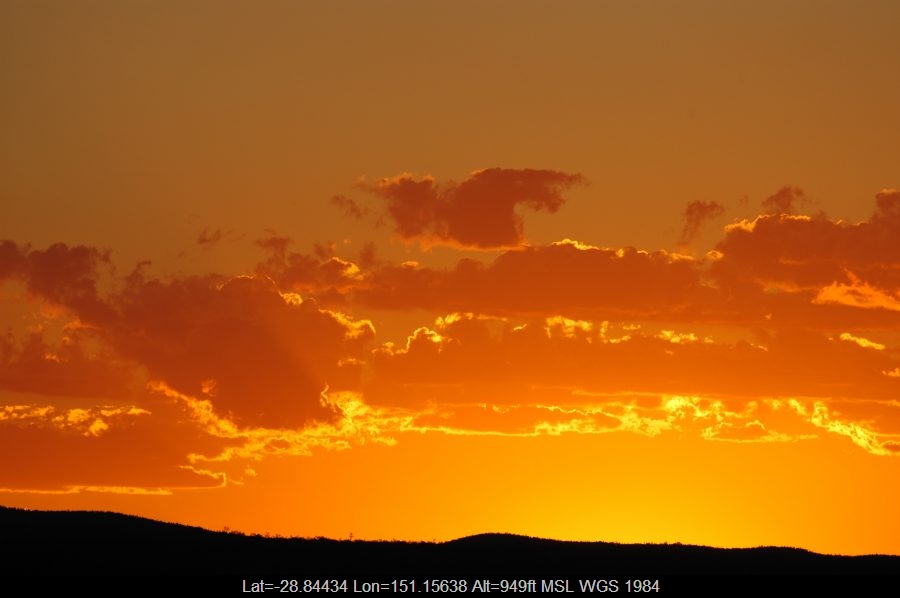 20061216mb15_humilis_near_texas_qld