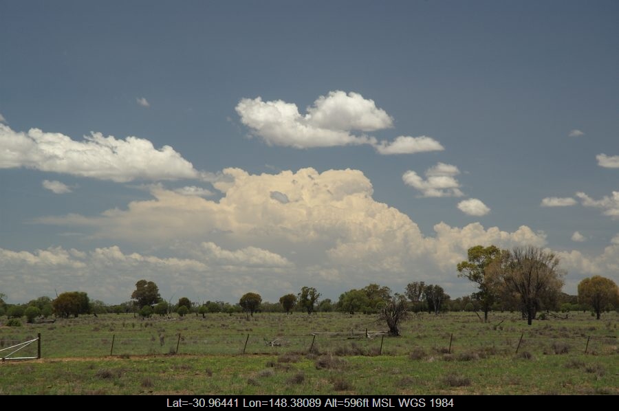 20071208mb02_humilis_near_coonamble_nsw
