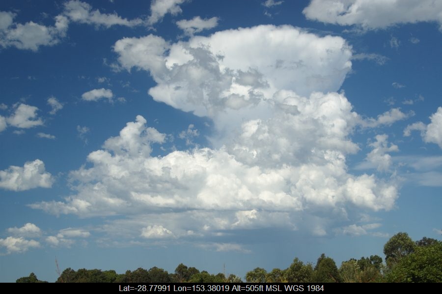 20081219mb05_humilis_mcleans_ridges_nsw