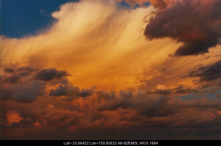 19990314jd17_mediocris_schofields_nsw