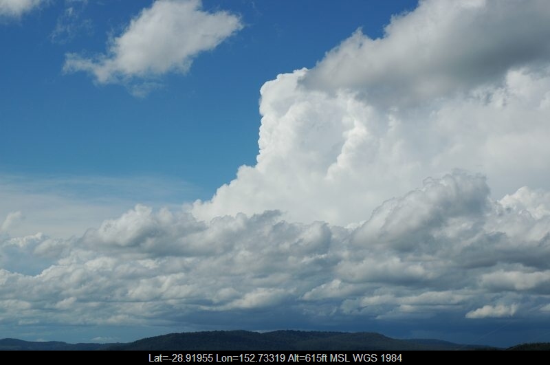 20041109mb32_mediocris_mallanganee_nsw