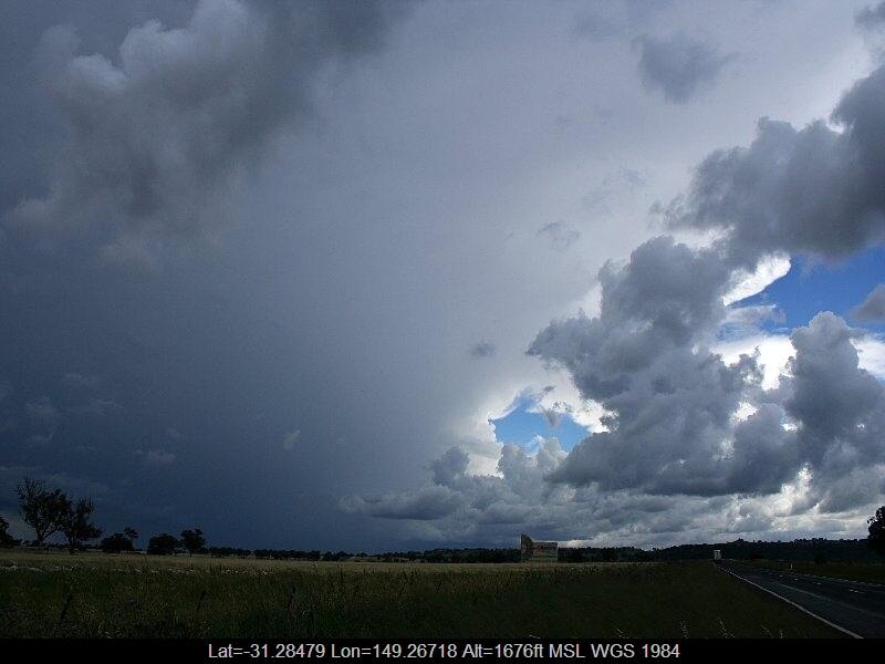 20051125jd07_mediocris_s_of_coonabarabran_nsw