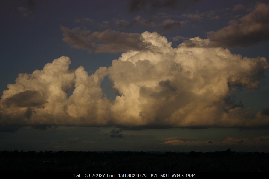 20060728jd04_mediocris_schofields_nsw