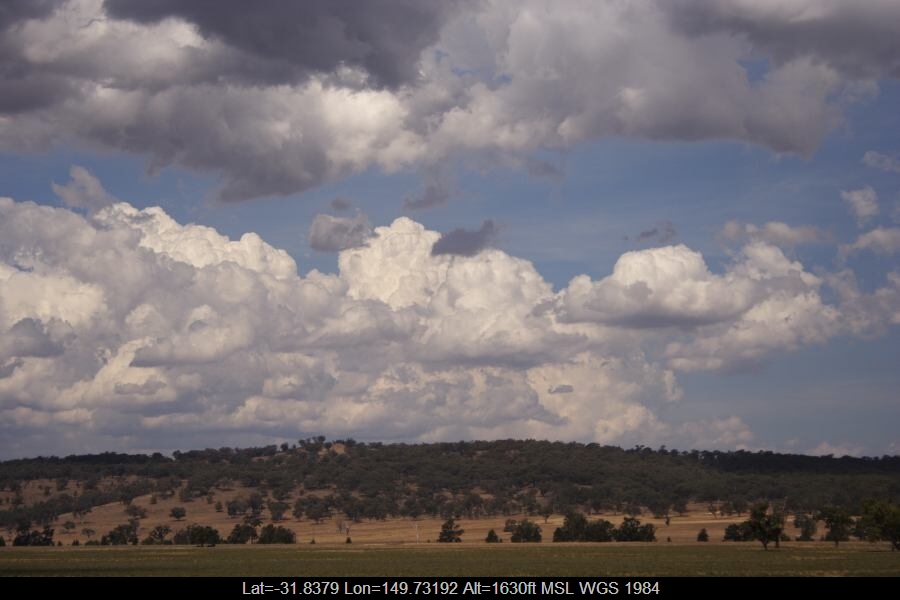 20061213jd03_mediocris_s_of_coolah_nsw