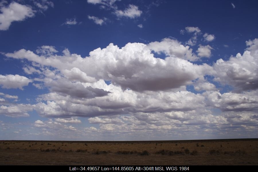20061231jd01_mediocris_20km_e_of_hay_nsw