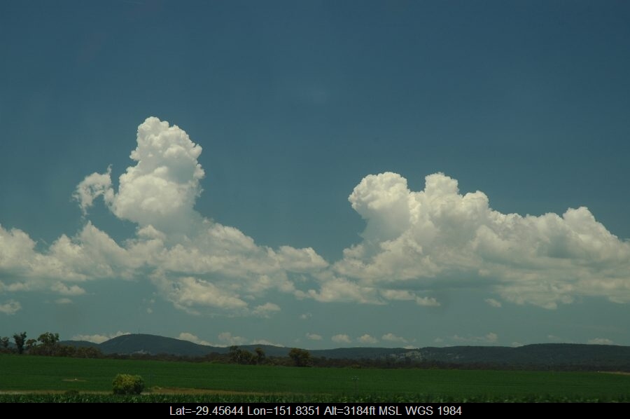 20070113mb002_mediocris_near_deepwater_nsw