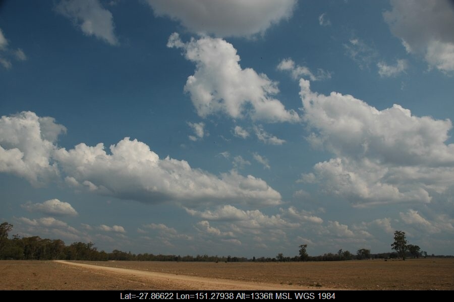 20070114mb05_mediocris_sw_of_milmerran_qld