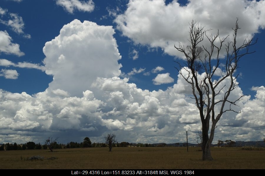 20080127mb12_mediocris_deepwater_nsw