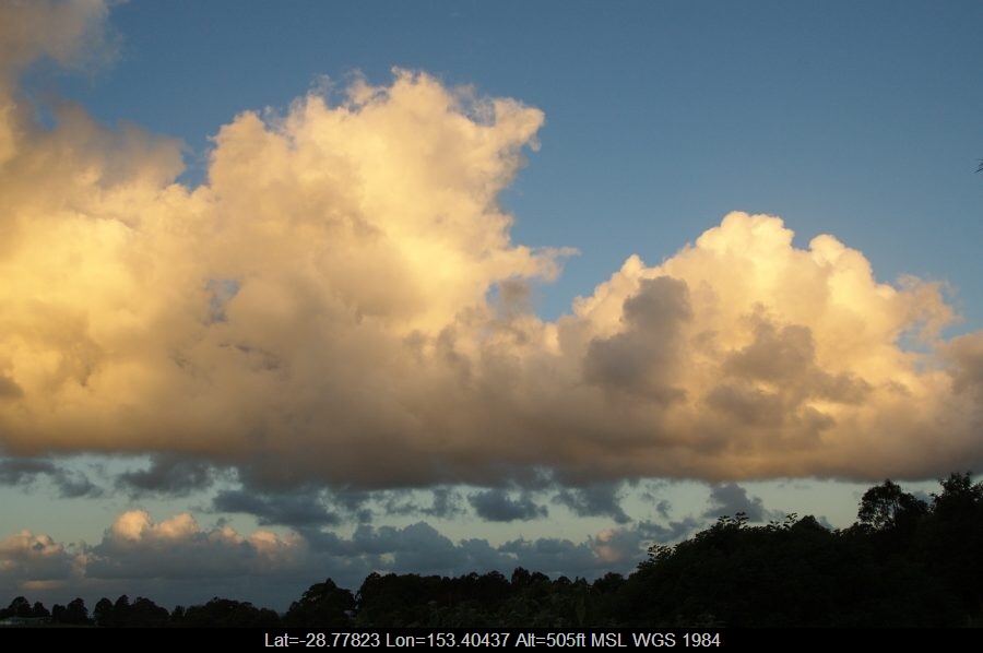 20081111mb03_mediocris_mcleans_ridges_nsw