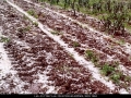 19970920jd17_hail_stones_schofields_nsw