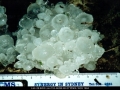 20010507mb08_hail_stones_wollongbar_nsw