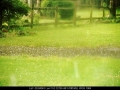 20020326mb20_hail_stones_tregeagle_nsw