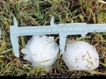 20031026jd03_hail_stones_tyndale_nsw