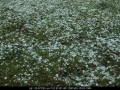 20041109mb65_hail_stones_leeville_nsw