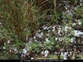 20051125jd28_hail_stones_w_of_barradine_nsw