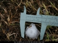 20051125jd29_hail_stones_w_of_barradine_nsw