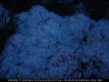 20060608jd77_hail_stones_sw_of_miles_city_montana_usa