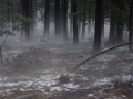 20070203jd26_hail_stones_sunny_corner_nsw