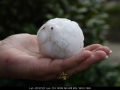 20071210jd23_hail_stones_blacktown_nsw