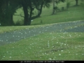 20081218mb33_hail_stones_kyogle_nsw