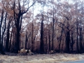 20021103mb07_storm_damage_tenterfield_nsw