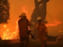 Bushfires Wildfires