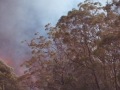 20021204jd12_wild_fire_glenorie_nsw