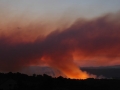 20060822mb04_wild_fire_mcleans_ridges_nsw