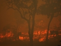 20060924jd49_wild_fire_pacific_park_nsw