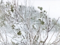 20030726jd09_snow_pictures_shooters_hill_nsw