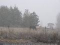 20050622jd05_snow_pictures_near_oberon_nsw