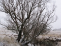 20050623jd08_snow_pictures_near_oberon_nsw
