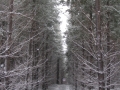 20050623jd31_snow_pictures_near_oberon_nsw