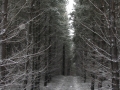 20050623jd32_snow_pictures_near_oberon_nsw