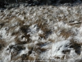 20050623mb50_snow_pictures_ben_lomond_nsw