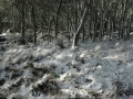 20050623mb53_snow_pictures_ben_lomond_nsw