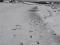 20050710jd10_snow_pictures_near_oberon_nsw
