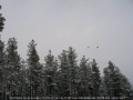 20050710jd13_snow_pictures_near_oberon_nsw