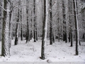 20050710jd33_snow_pictures_near_oberon_nsw