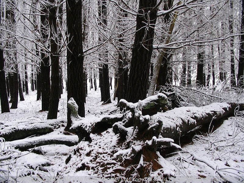 Gallery: Snow Pictures