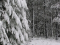 20050710jd38_snow_pictures_near_oberon_nsw