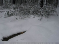 20050710jd39_snow_pictures_near_oberon_nsw