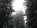 20050810jd011_snow_pictures_near_shooters_hill_nsw