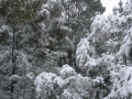 20050810jd104_snow_pictures_near_oberon_nsw
