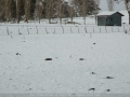 20070708mb045_snow_pictures_near_ben_lomond_nsw
