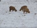 20080518mb64_snow_pictures_guyra_nsw