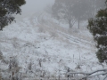 20080518mb73_snow_pictures_ben_lomond_nsw
