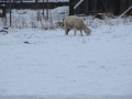 20090716mb32_snow_pictures_ben_lomond_nsw